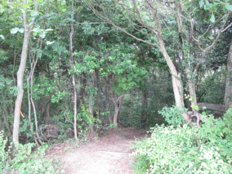 画像5